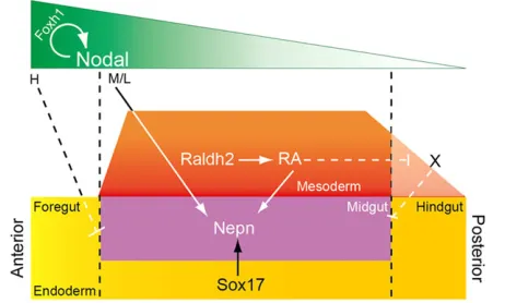 Fig. 7. Pathway interactions regulating midgut patterning. Duringsecreted from the adjacent mesoderm and diffuses to the endoderm to furtherrestrictthe expansion ofgastrulation, Nodal establishes a morphogen gradient to specify nascentendoderm from primiti
