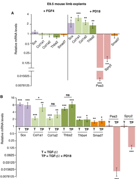 Fig. 5. Effects of FGF/ERK gain- and loss-of-function in E9.5 mouse limbexplants. (A) RT-q-PCR analyses of the tendon genes Scx, Col1a1, Col1a2and Thbs2 in E9.5 mouse limb explants cultured for 24 h with FGF4 or PD18inhibitor
