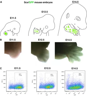 Fig. 1. Strategy of tendon cell purification from forelimbs atdifferent stages of mouse development