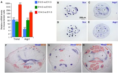 Table 4. Signalling pathways (signal transduction pathways and GO tissues) modified in mouse limb tendon cells during development