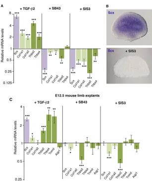 Fig. 4. Effects of TGF-β gain- and loss-of-function inmouse limb explants. (A) RT-q-PCR analyses of the