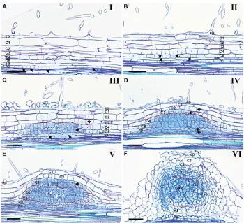 Fig. 1. Medicago nodule primordia atsubsequent stages of development.Longitudinal sections of Medicago rootsegments