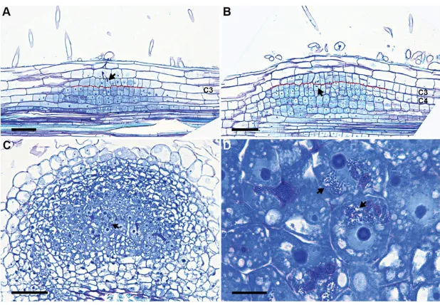 Fig. 3. Infection threads reach C4/5-derived cells beforestage IV.