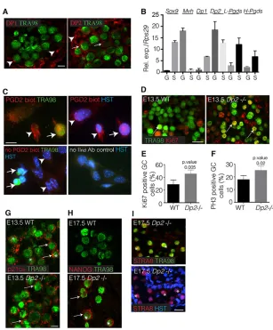 Fig. 5. The Dp2 receptor is expressed in the malegerm line and functions to control proliferationand differentiation of the germ line.