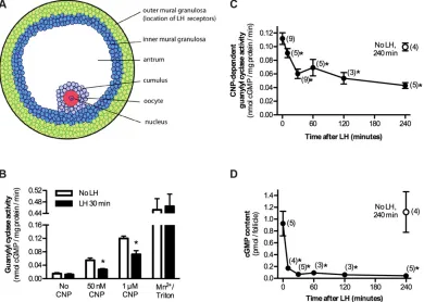 Fig. 1. Rapid decrease in follicle NPR2 guanylyl cyclase activity and cGMP content in response to LH signaling