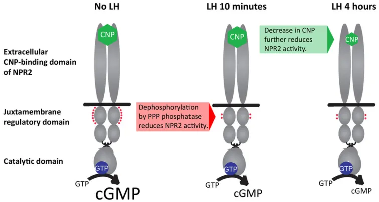 Fig. 8. LH signaling in rat ovarian follicles decreases NPR2 guanylyl cyclase activity by way of a rapid dephosphorylation of regulatory sites followedby a slower decrease of the levels of the agonist CNP