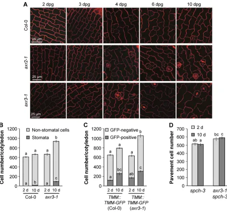 Fig. 2. The axr3-1dark-grown Col-0,stomata and non-stomatal cells (including stomatal precursors) in the cotyledon epidermis of 2- and 10-day-old dark-grown Col-0 and mutant shows a post-embryonic increase in the division of stomatal lineage cells