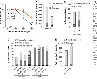 Fig. 3. Auxin affects stomatal development.(A) Fold change in the SI in the cotyledon**mutant class A seedlings