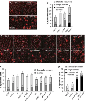 Fig. 6. The axr3-1 mutation shows additive andsynergistic effects with loss-of-functionmutations in TMM and genes of the ERf.(A,C) Confocal images of the cotyledon epidermisof dark-grown seedlings of the indicatedgenotypes
