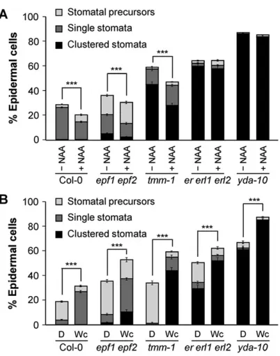 Fig. 8. axr3-1 and cop1-4 have additive effects on stomatal development.(A) Confocal images of the cotyledon epidermis of dark-grown seedlings of theindicated genotypes