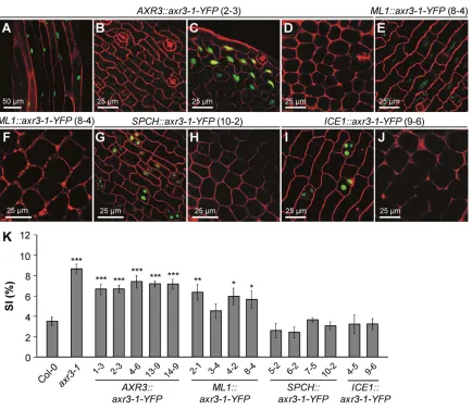 Fig. 9. Expression of axr3-1-YFP* exclusively in the epidermis increases the SI. (A-J) Confocal images of the hypocotyl (A), the cotyledon epidermis(B,C,E,G,I) and the cotyledon mesophyll (D,F,H,J) showing the accumulation of AXR3-1-YFP protein in transgen