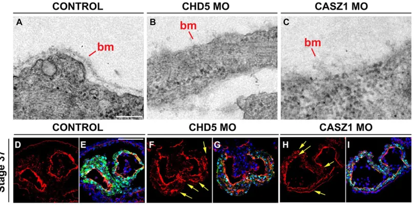 Fig. 4. CHD5 and CASZ1 are required for myocardial tissue adhesion. (A-L) Transverse sections of CHD5 and CASZ1-depleted CA-GFP embryos (stage 37)biological replicates)