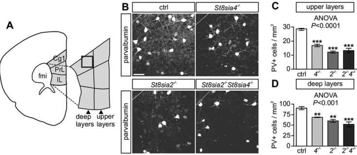 Fig. 1. Parvalbumin immunoreactivity in the medial prefrontal cortex at P30. (A) Illustration of the mouse medial prefrontal cortex (mPFC), consisting ofcingulate cortex area 1 (Cg1), prelimbic (PrL) and infralimbic (IL) cortex, and of the division into up