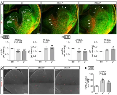 Fig. 5. Reduced polySia, accumulation of CB+hoc test. Scale bars: 100was evaluated densitometrically