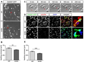 Fig. 7. Removal of polySia leads to decreases in the length of interneuron leading processes in slice cultures and in MGE-derived primary culturesfrom embryonic GAD67-GFP mice.cells for ctrl and 335 cells for endo were evaluated