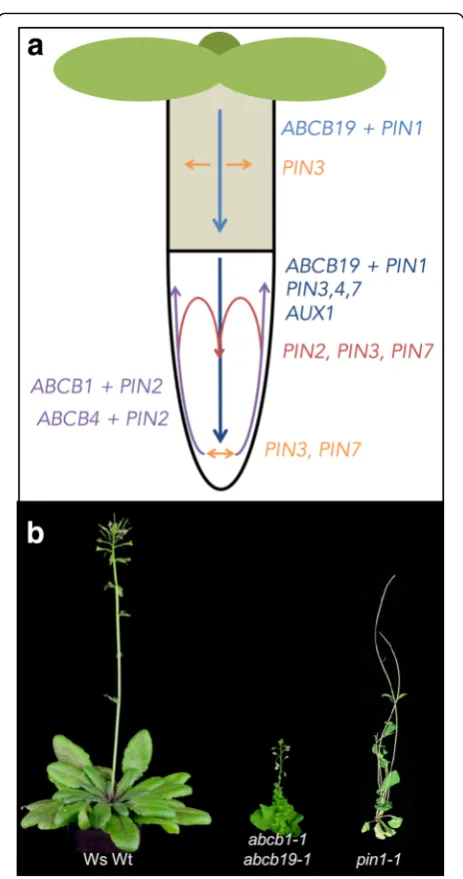 Fig. 1. Main auxin transport routes and transporters inseedlings and growth phenotypes of adult, mutant plants lackingauxin exporters.reveal only very subtle growth phenotypes, suggestingopposite main transport routesABCB19 and ABCB1 isoforms, respectively