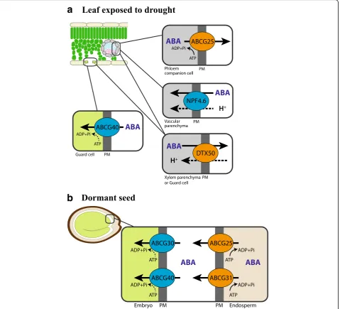 Fig. 2. ABA transporters in the leaf exposed to drought and in the dormant seed. Transporters that mediate efflux of ABA are marked indriving force for DTX50 and NPF4.6 was not examined, but it is most likely dependent on proton motive force, similarly to 