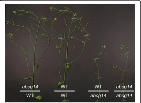Fig. 3. Retarded growth phenotype of cytokinin transporter mutantabcg14. Reciprocal grafting experiments support a role of ABCG14 inroot-to-shoot transport of cytokinin, which is crucial for normal growthand development of the shoot