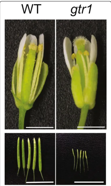 Fig. 4. Reproductive organ phenotypes of GA/JA-Ile transporterproduction is reduced (1 mm (mutant gtr1