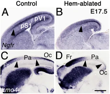 Fig. 5. Hem-ablated hemispheres display shifts in cortical domainboundaries. (A-J) E18.5 forebrains, processed with whole-mount in situhybridization, dorsal (A,B,G,H) or lateral (C-F,I,J) view