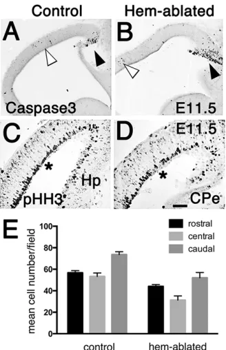 Fig. 6. Altered cell proliferation contributes to smaller dorsomedial cortexbut not to other regional size changes