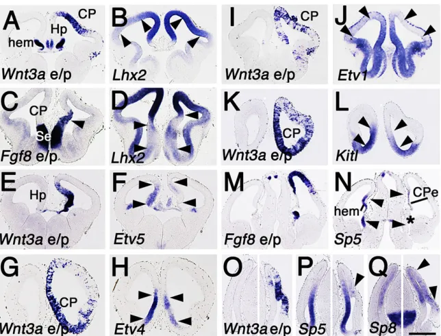 Fig. 9. WNT3a and FGF8 regulation of candidatepatterning gene expression.hybridization