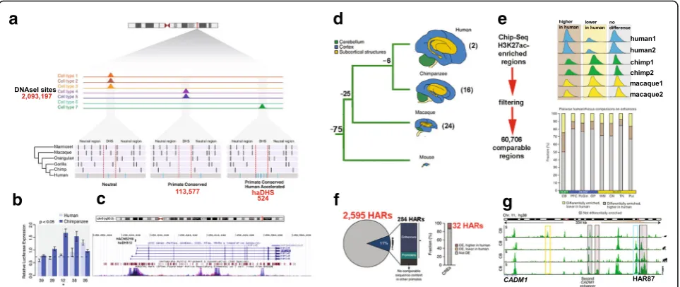 Fig. 2. Strategies to identify human-specific enhancers. a Methodology used to identify human-accelerated DNSase I hypersensitive sites (haDHSs) in [38].Black bars, nucleotides that differ from the human sequence; blue bars, sites where all species differ 