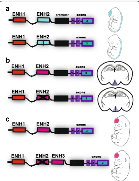 Fig. 3. Evolutionary mechanisms at the level of gene regulatory regions.disappears and a new one appears in the same regulatory region,replacing the lost function