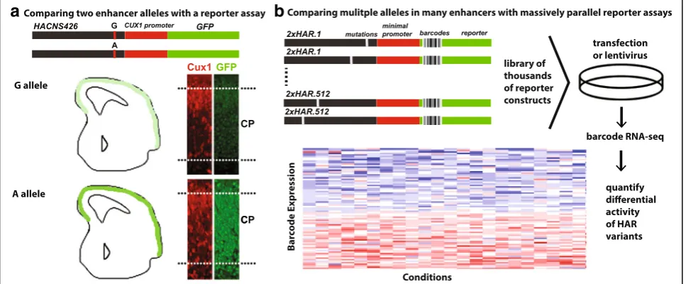 Fig. 4 Testing HARs and HAR sequence variants for enhancer activity with reporter assays