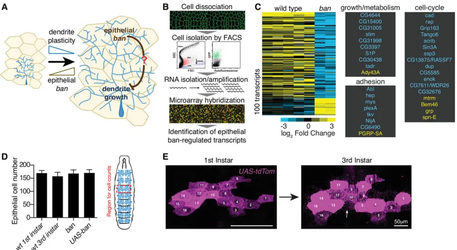 Fig. 1. Identification of substrate-derived regulators of dendrite growth. (A) Schematic depicting the role thatplasticity