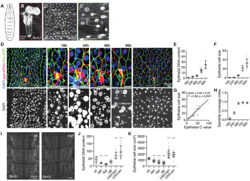 Fig. 2. bandepict the mean and 95% confidence interval; each data point represents a single cell