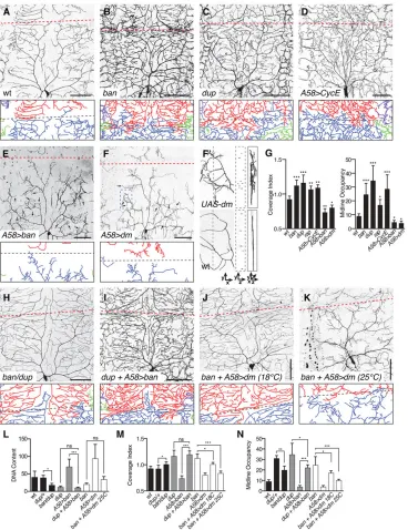 Fig. 3. Epithelial endoreplicationinfluences dendrite growth.significant; one-way ANOVA with apost-hoc Dunnettoverexpression (D) increased dendritegrowth, including growth beyond normalboundaries (e.g