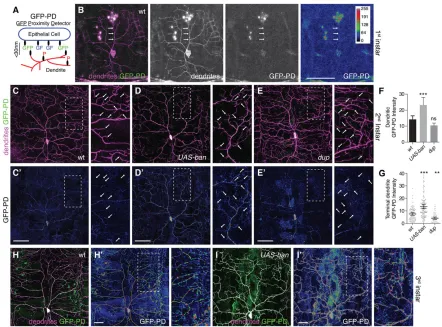 Fig. 4. Dendrite-epithelium proximity is developmentally regulated. (A) GFP-PD schematic