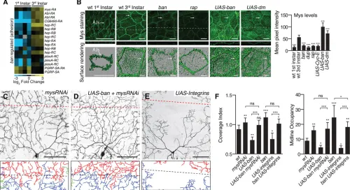 Fig. 6. Developmental changes in epithelial adhesion influence dendrite growth. (A) Heat map depicting developmental expression of ban-regulatedadhesion molecules in epithelial cells