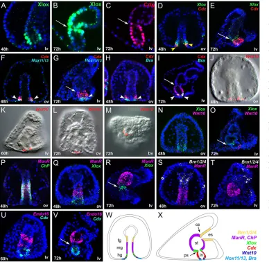 Fig. 1. Dynamics of gene expression