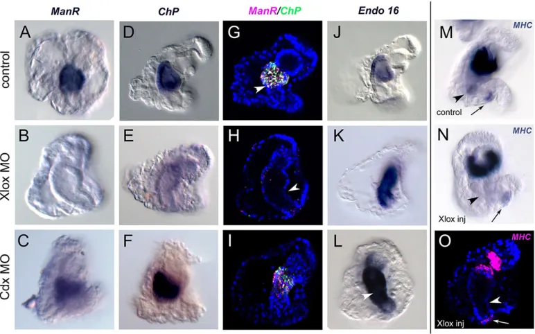 Fig. 4. Xlox controls the differentiation of stomach and pyloric muscles; Cdx represses Endo-16determined by chromogenic in the intestinal cells
