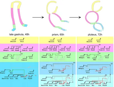 Fig. 6. Regulatory states and the view from the nuclei of interactions in each compartment of the sea urchin developing gut