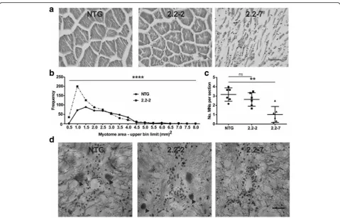 Fig. 7 C9orf72Representative H&E staining of zebrafish spinal cord sections, motor neurons are denoted by arrowheads