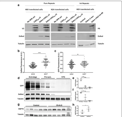 Fig. 8 Heat shock stress response activation is induced bybrains per condition. (human cerebellum samples, HSP70 protein levels are higher in C9-ALS patients as compared to non-neurological-disease controls.per group