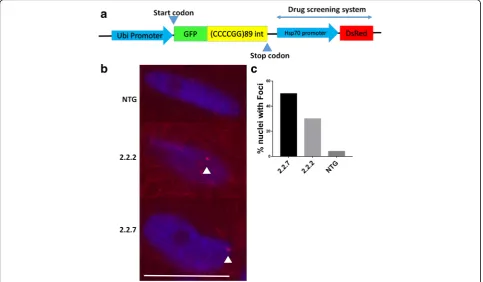 Fig. 1 C9orf72that RNA foci are present in the nuclei of muscle cells. Arrow heads denote RNA foci