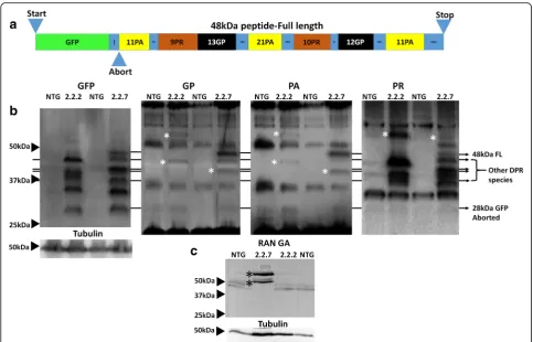 Fig. 3 C9orf72 model zebrafish produce multiple species of DPRs from sense and anti-sense transcripts (a) Schematic of the GFP-DPRfusion protein produced by AUG driven translation