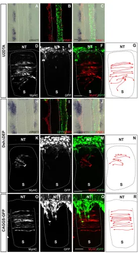 Fig. 2. Neural crest migration is required for the activation ofWNT11 expression at the DML and for myotome organization.(A-C,H-J) Dorsal views of HH16 chick embryos electroporated in theneural tube with U2-DTA (A-C) or CAGGS-DshΔDEP (H-J).A CAGGS-GFP plas