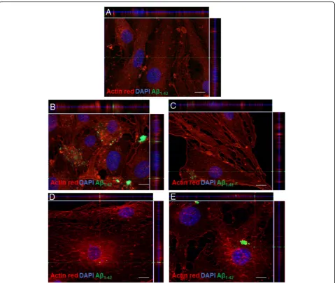 Fig. 2 Immunofluorescence against Aextracts.stacks are shown on the top and right sides of each image