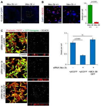 Table 2. Fertility assessment of Sertoli-specific Mex3b-deficient mice