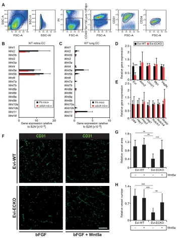 Fig. 3. EC-derived Wnt ligands regulate non-canonical Wnt downstream signaling in ECs.(A) Representative FACS sorting scheme forthe isolation of viable (PI−) lung ECs.CD45−Ter119−Lyve1−Pdpn−CD31+CD34+cells were sorted for gene expression analysis.(B,C) Wnt