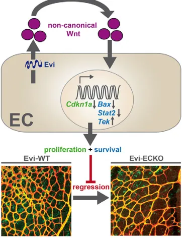 Fig. 6. Non-canonical Wnt signaling regulates