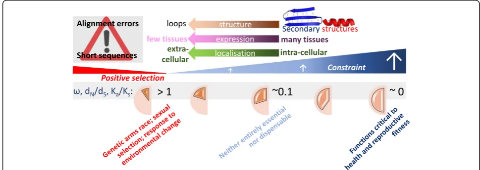 Fig. 1. Rapid evolution among 2310003L06Rik orthologues.(genomes contain nucleotide substitutions that truncate the open-reading frame (aligned with non-mammalian species