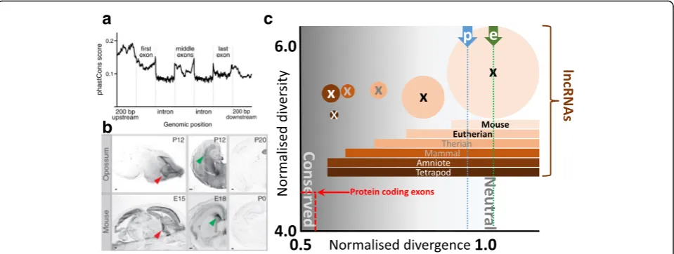 Fig. 3. Most mouse lncRNAs are not conserved in sequence or in transcription. a Pan-vertebrate conservation is low in promoters and exon sequence,as indicated, for a generic lncRNA locus