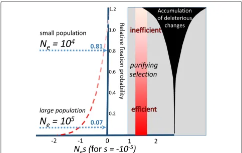 Fig. 6. Variation in selection efficiency. Purifying selection is increasingly inefficient for alleles of small selection coefficientwith a tenfold smaller s within species ofrelatively small effective population sizes Ne, leading to an increasing rate of 