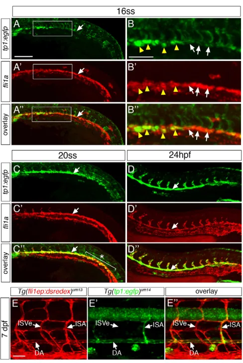 Fig. 2. Notch activity increases and persists in arterial endothelial cellsat later developmental stages.(A,C,D); 50 showing Notch activation (green) and endothelial cells (red); DA, dorsalaorta; ISA, intersomitic artery; ISVe, intersomitic vein